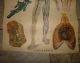 C1909 W & Ak Johnston ' S Charts Of Anatomy And Physiology Veins And Lungs Other Medical Antiques photo 3