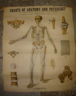C1909 W & Ak Johnston ' S Charts Of Anatomy And Physiology Ligaments photo
