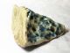 Antique Chinese 19th Century Blue And White Brush Holder Other Chinese Antiques photo 3