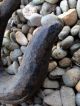 Large Antique Maritime Cast Iron Whaling Ship Hook Other Maritime Antiques photo 3
