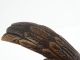 Wood Carving Borneo Hornbill Bird Sculpture Tribal Iban Sacred Animal Pacific Islands & Oceania photo 7
