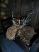 Primitive Early Look Bin,  Old Cigar Box,  Gourd Light,  Dried Sunflowers Heads Primitives photo 7
