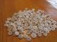 Antique China Buttons - Civil War Era - White & Cream - Underwear,  Petticoats,  Etc. Buttons photo 1