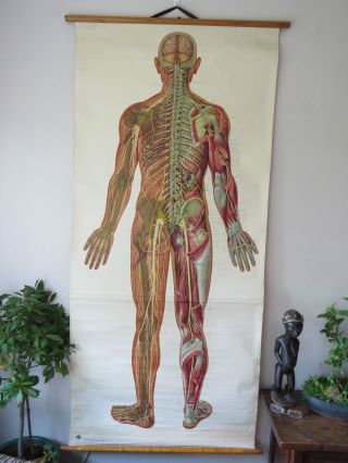 Vintage Anatomical Pull Down Medical School Chart Of The Human Body.  1965 photo