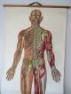 Vintage Anatomical Pull Down Medical School Chart Of The Human Body.  1965 Other Antique Science, Medical photo 1