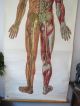 Vintage Anatomical Pull Down Medical School Chart Of The Human Body.  1965 Other Antique Science, Medical photo 2