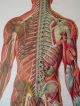 Vintage Anatomical Pull Down Medical School Chart Of The Human Body.  1965 Other Antique Science, Medical photo 3