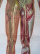 Vintage Anatomical Pull Down Medical School Chart Of The Human Body.  1965 Other Antique Science, Medical photo 8