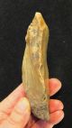 Acheulian,  Biface/handaxe,  Found Nr Swanscombe Kent A751 Neolithic & Paleolithic photo 2