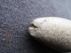 Ancient Charm Stone Atl - Atl Weight ? Se Oregon Usa Harney Co The Americas photo 2