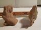 2 Mayan Ancient Artifacts Pre - Columbian Archaic Pottery Zapotec Olmec Aztec Nr The Americas photo 7