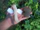 Black Cannel Coal Claw Effigy Pendant Stone Elbow Pipe,  Knife Handle Arrowheads Primitives photo 1