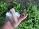 Black Cannel Coal Claw Effigy Pendant Stone Elbow Pipe,  Knife Handle Arrowheads Primitives photo 2