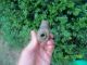 Black Cannel Coal Claw Effigy Pendant Stone Elbow Pipe,  Knife Handle Arrowheads Primitives photo 4