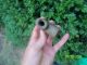 Black Cannel Coal Claw Effigy Pendant Stone Elbow Pipe,  Knife Handle Arrowheads Primitives photo 5