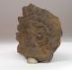 Pre Columbian Totonac Miquitztli Figure With Sun Motifs The Americas photo 4