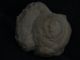 Ancient Teracotta Head Roman C.  200 Bc S1858 Near Eastern photo 3