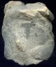 Pre - Columbian Aztec Mazapan Clay Figure Head,  Ca; 700 - 1200 Ad The Americas photo 3