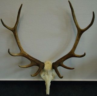 Large Black Forest - Red Deer - Antlers - Art Deco - Taxidermy - Elk - Mule Deer - Restaurant - photo