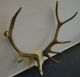 Large Black Forest - Red Deer - Antlers - Art Deco - Taxidermy - Elk - Mule Deer - Restaurant - Carved Figures photo 1
