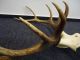 Large Black Forest - Red Deer - Antlers - Art Deco - Taxidermy - Elk - Mule Deer - Restaurant - Carved Figures photo 4