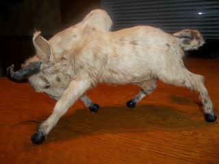 Vintage Lifelike Brahma Bull Real Fur/glass Eyes Taxidermy Bull Cow Perfect photo