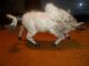 Vintage Lifelike Brahma Bull Real Fur/glass Eyes Taxidermy Bull Cow Perfect Primitives photo 1