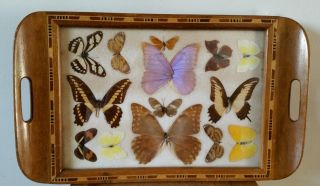 Art Deco Morpho Butterfly Wing Tray photo