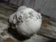 C1880s Victorian Parian Porcelain Goddess Aphrodite Bust Figurines photo 8