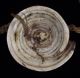 Antique Tribal Sepik River Shell Plate Necklace,  Papua Guinea Pacific Islands & Oceania photo 4