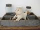 Old Blue/grey Paint Wood Divided Carrier With A Handle American Primitive Aafa Primitives photo 1