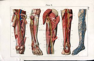 Antique Medical Human Leg Muscles 1920s Offset Litho photo