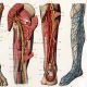 Antique Medical Human Leg Muscles 1920s Offset Litho Other Medical Antiques photo 1