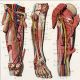 Antique Medical Human Leg Muscles 1920s Offset Litho Other Medical Antiques photo 2