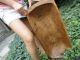 Antique Primitive Hand Carved Large Wood Dough Bowl Trencher Rare 19th Century Primitives photo 1