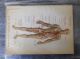 1912 Wagner Litho Print Medical Art - Accidents & Stopping Bleeding Quack Medicine photo 1