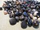 140 Antique High Button Shoe Buttons - Black,  Brown,  Rust,  Teddy Bear - Buttons photo 3