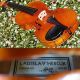 Vintage Czech Violin By Ladislav Herclik,  Kolin,  1942.  A,  Build,  Brilliant Sound String photo 3