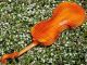 Vintage Czech Violin By Ladislav Herclik,  Kolin,  1942.  A,  Build,  Brilliant Sound String photo 6