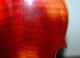 Fine Old German 4/4 Master Violin From Meinel & Herold - Copy Of Stradiuarius String photo 8