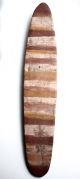 Early Aboriginal Ceremonial Shield - Northern Territory 1960 - 70 ' S Pacific Islands & Oceania photo 1