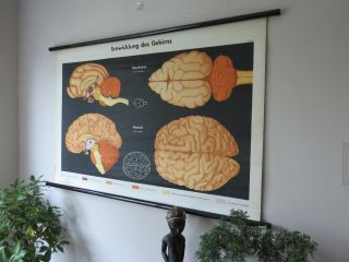 Vintage Anatomical Pull Down School Chart Of The Human Brain And Cat Brain photo