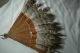 Antique Peacock W/other Feathers Boxwood Carved Folding Fan 11 
