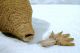 Primitive Stoneware Pottery Pineapple Bottle Flask Jar Figural Folk Art Primitives photo 5