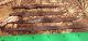 4 Old Knife Ancient Greek Scythian Macedonian Vi - Ii Century Bc Greek photo 3