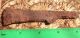 Old Tethered Ax Sagaris\САГАРИС Ancient Greek Scythian Macedonian 3 Greek photo 2