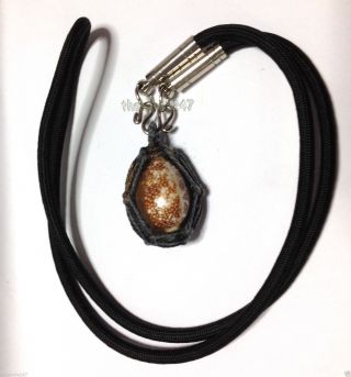 Sacred Cowrie Shell Bia Kae,  Takrut Thai Amulet Pendants Black Magic Protection photo