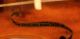 Gorgeos Antique Old 4/4 Violin Lab: J.  F.  Pressenda 1829 Violon Geige String photo 7