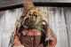 Primitive Halloween Grungy Folkart Olde Squirt Scarecrow Primitives photo 1