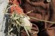 Primitive Halloween Grungy Folkart Olde Squirt Scarecrow Primitives photo 2